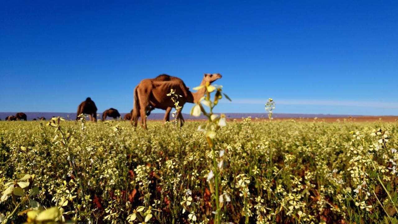 Готель Sahara Luxury Camp Vip Мерзуга Екстер'єр фото